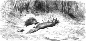 Le Renard Les Mouches Et Le H Risson Fable De Jean De La Fontaine